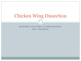Chicken Wing Dissection