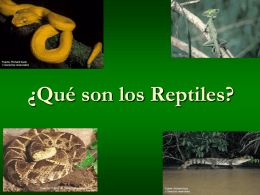 ¿Qué son los Reptiles?