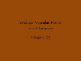Seedless Vascular Plants Ferns & Lycophytes