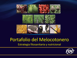 portafolio_ppt_melocoton