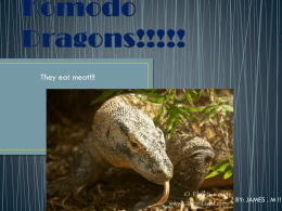 Komodo Dragons!!!!!