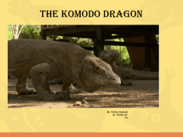 The komodo dragon