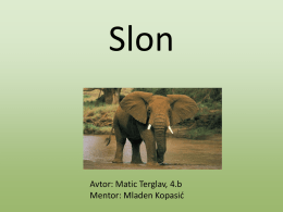 Slon - 5. a