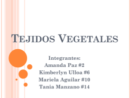Tejidos Vegetales - biologialasalle4-4
