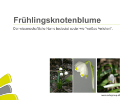 Steckbrief Frühlingsknotenblume ()