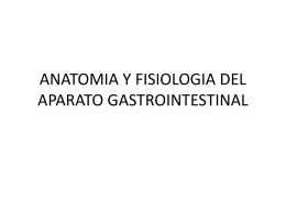 anatomia y fisiologia del aparato gastrointestinal