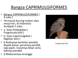 Ordo Caprimulgiformes