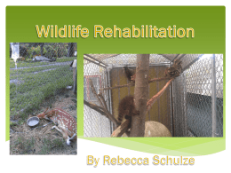Schulze Wildlife Rehab