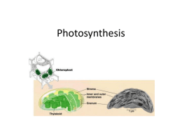 Photosynthesis