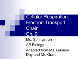 Electron transport chain - Ms. Springstroh Lane Tech AP Biology