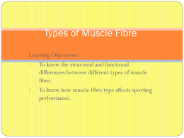 Types of Muscle Fibre