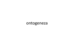 ontogeneza