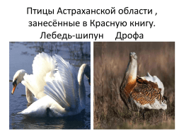 Птицы Астраханской области , занесённые в Красную книгу