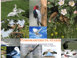 Різноманітність птахів