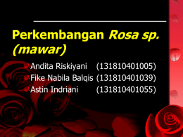 Perkembangan Rosa sp. (mawar)