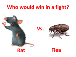 Rat vs Flea Black Death fight slide