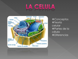 lacelula-120124200308-phpapp02