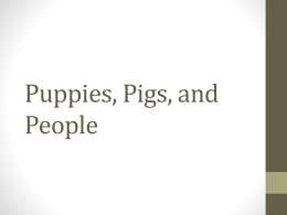 5. Puppies Pigs and People