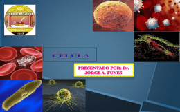4 C&eacute;lula A