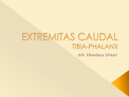EXTREMITAS CAUDAL TIBPHALkelas A