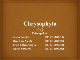 Chrysophyta - arrumsundari