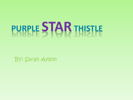 Purple Star Thistle
