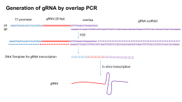 Making gRNA without cloning
