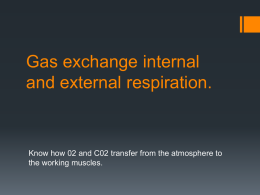 Gas exchange internal and external respiration.