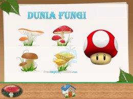 dunia fungi