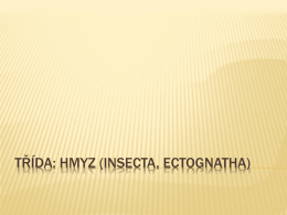 T*ída: Hmyz (Insecta, Ectognatha)