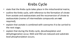 A2 4.1.1 Krebs Cycle