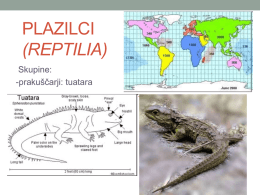 Plazilci (Reptilia)