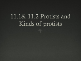 11.1 protists