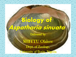 Biology of Aspatharia sinuata Diagram Slides only