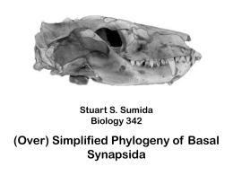 Basal Synapsida Phylogeny Powerpoint