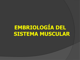 desarrollo del sistema muscular