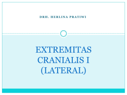 EXTREMITAS CRANIALIS I (LATERAL)