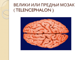 велики или предњи мозак ( telencephalon )