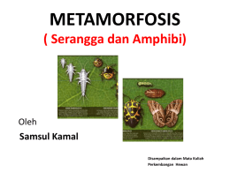 IV. Metamorfosis Amphibi & Serangga (SMK)