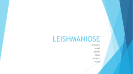 Leishmaniose - WordPress.com