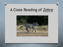 Close Reading of Zebra