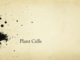Plant Cells - Breaking Down Bio