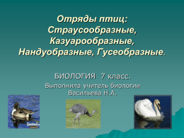 Презентация: "Отряды птиц Страусообразные