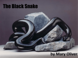 The Black Snake