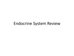 Endocrine System Review