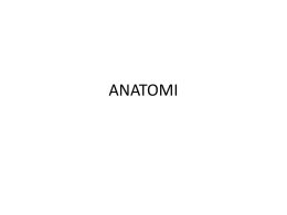 ANATOMI - WordPress.com