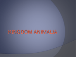 KINGDOM ANIMALIAnew