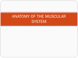 ANATOMY OF THE MUSCULAR SYSTEM