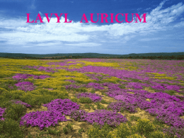 Lavyl Auricum PPS hossz&uacute; angol FN
