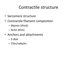 Sarcomere structure